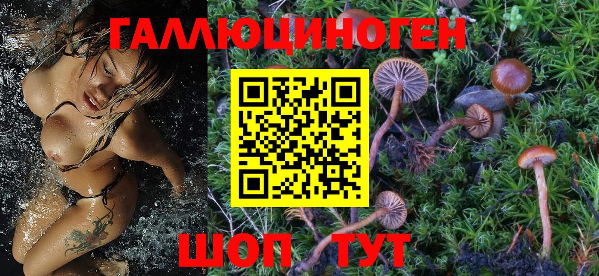 Псилоцибиновые грибы Psilocybine cubensis Курчатов
